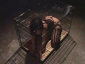 Bdsm Anal Cumshot Handy Pornos - NurXXX.mobi